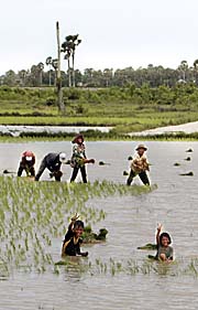 Peasants working in the rice paddies by Asienreisender